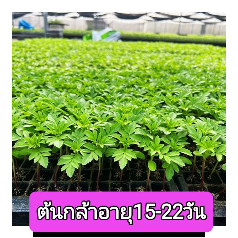 ต้นกล้าดาวเรืองดอกดกดอกใหญ่1ถาด200ต้นและแบบชุดเล็ก50ต้น