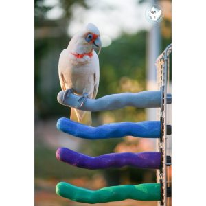 คอนลับเล็บไซส์ L ขนาด   2″ x 12″ เหมาะกับกระตั้วกลาง อีเล็คตัส เกรย์ อเมซอน