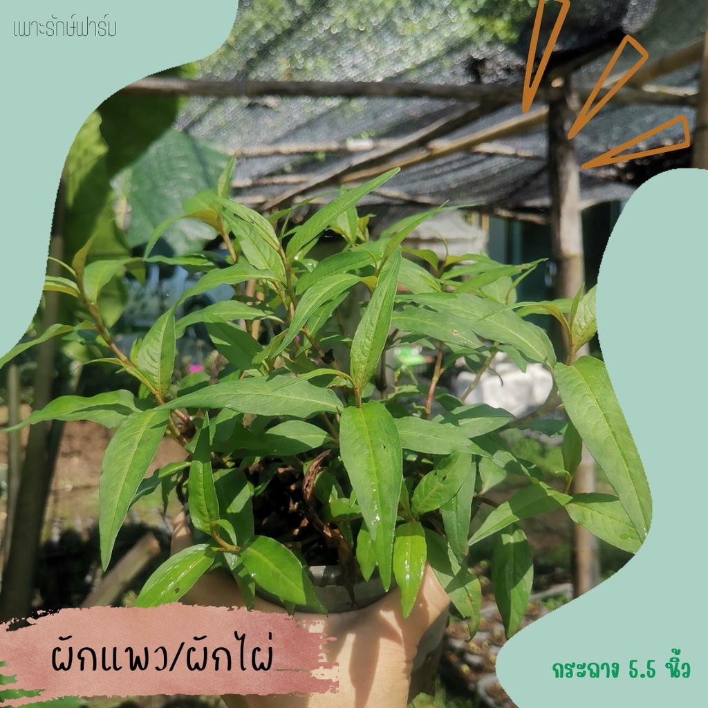 ผักแพว ผักไผ่ #ผักสวนครัว #ผักพร้อมปลูก #สมุนไพรไทย