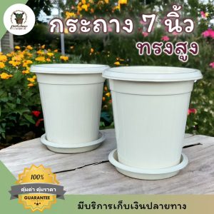 กระถางทรงสูง 7 นิ้วพร้อมจานรองสีขาว ใส่คาราลิลลี่ เยอบีร่า ไฮเดรนเยีย