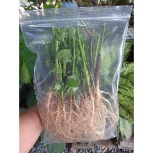 รากตำแยแมว กัญชาแมว แคทนิป(รากสด) จากสวน ปลอดสาร บรรจุ20ราก