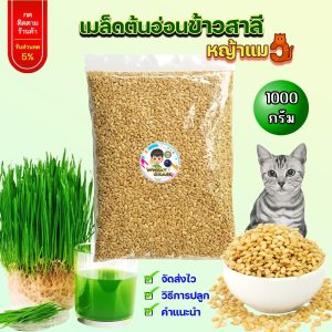เมล็ดข้าวสาลีขนาด1กิโลกรัม ราคาถูก เกรดนำเข้า หญ้าแมว อัตราการงอกสูง เมล็ดต้นอ่อนข้าวสาลี Aus Wheat