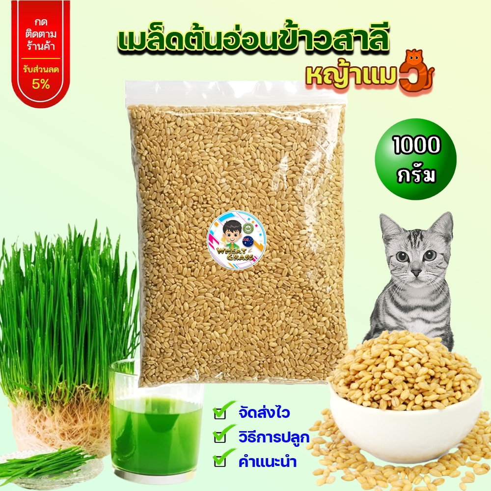 เมล็ดข้าวสาลีขนาด1กิโลกรัม ราคาถูก เกรดนำเข้า หญ้าแมว อัตราการงอกสูง เมล็ดต้นอ่อนข้าวสาลี Aus Wheat