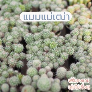 แมมแม่เฒ่า แคคตัส แบบพอต คุ้มๆในกระถาง 2.5” ส่งทั้งกระถางเลยค่ะ