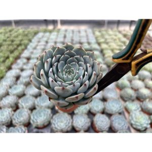 อิชิเวเรีย  มินิมา ใบสีฟ้า ปลายชมพู