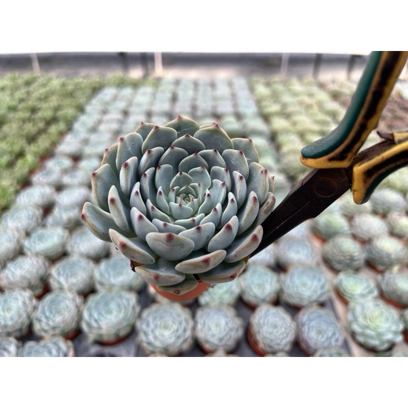 อิชิเวเรีย  มินิมา ใบสีฟ้า ปลายชมพู