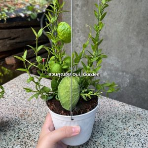 ต้นเดปกระเป๋าเศรษฐี เดปกระเป๋าด่าง ต้นไม้มงคล