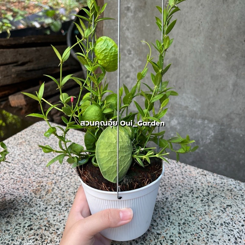 ต้นเดปกระเป๋าเศรษฐี เดปกระเป๋าด่าง ต้นไม้มงคล