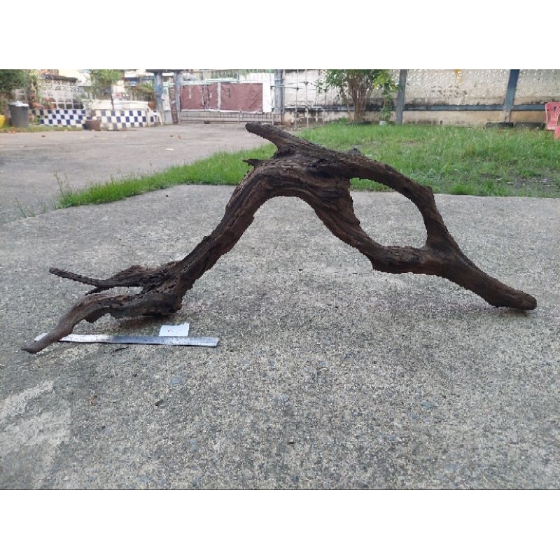 ขอนไม้ กิ่ง ราก ตอ แต่งตู้ปลา ตู้ไม้น้ำ “ขนาดกลาง-ใหญ่” แต่งกรงสัตว์เลี้ยง  ตู้งู ตู้กิ่งก่า กรงนก