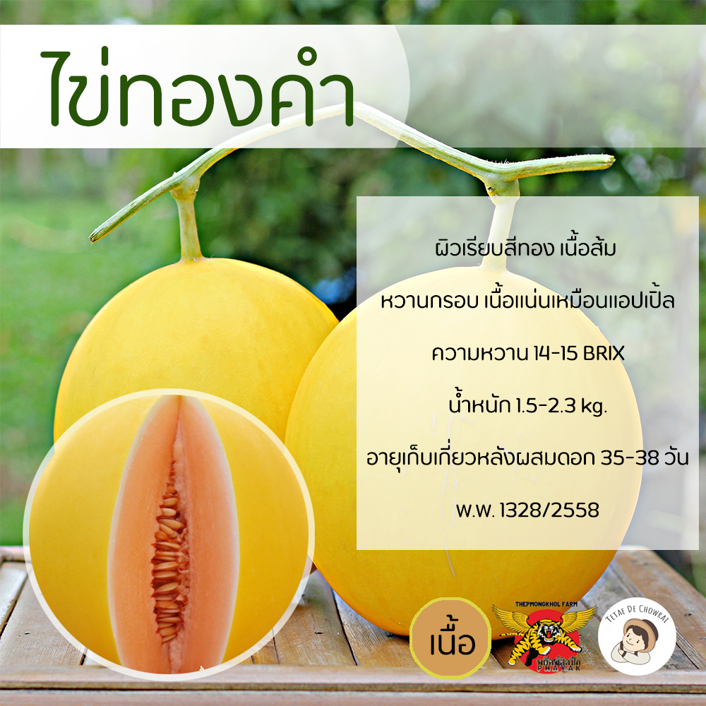 เมล็ดเมล่อนพันธุ์ไข่ทองคำ 100 เมล็ด ตราพยัคฆ์ติดปีก เทพมงคลเมล็ดพันธุ์ เมล่อนเนื้อส้ม