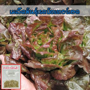 เรดบัตเตอร์เฮด ผักสลัด เมล็ดพันธุ์ ออแกนิค ปลูกง่ายโตเร็ว ผลผลิตดี 90-200 เมล็ด [ซื้อ10 เเถม 1 คละได้]