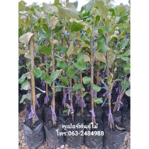 กิ่งทาบพุทราแดงอินเดีย ต้นส่งสูง 80-85ซม.