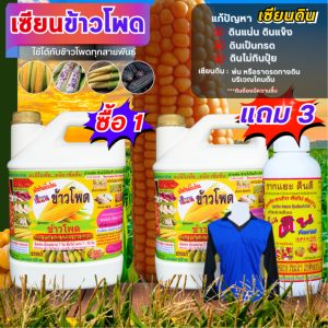 เซียนข้าวโพด ฮอร์โมนพืช ฉีดพ่นทางใบ สำหรับข้าวโพด ฝักใหญ่ แกนเล็ก เมล็ดเต็ม นํ้าหนักดี ได้เกรดคุณภาพสูง อะมิโนอาหารพืช