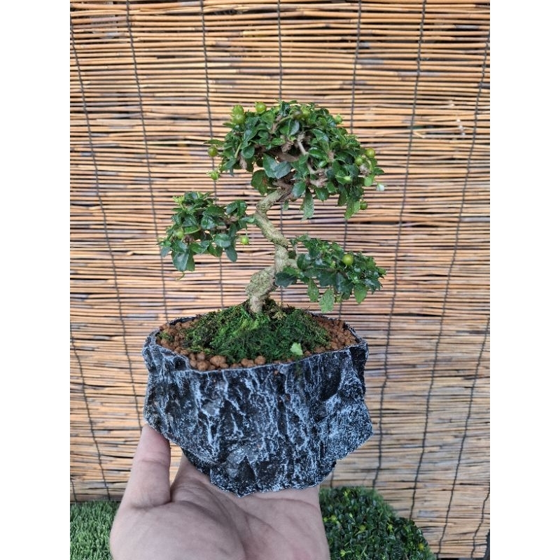 กระถางต้นไม้ลายหินNo7เหมือนหินจริงมากๆ