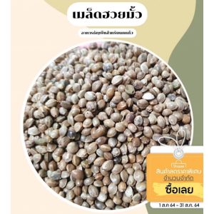 ฮวยมั้วเม็ดใหญ่ อาหารนก