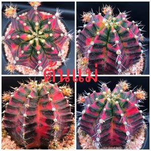 Nova ยิมโนด่างไม้ชำหน่อจาก รูปแรกต้นแม่