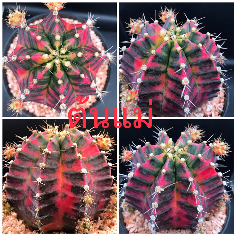 Nova ยิมโนด่างไม้ชำหน่อจาก รูปแรกต้นแม่