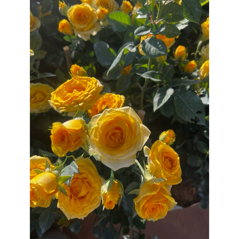 กุหลาบสีเหลืองพวงเยลโล่แฟร์ดอกสวยมาก