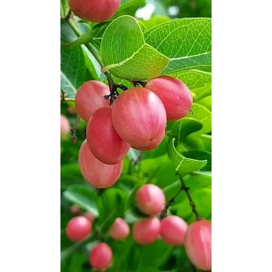 มะม่วงหาวมะนาวโห่ ทานสดหรือใช้เชื่อมทำขนมได้อร่อยมาก