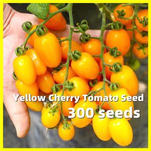 300เมล็ด/ซอง เมล็ดพันธุ์ มะเขือเทศเชอรี่ Yellow Cherry Tomato Fruit Seeds Fruits Plants Vegetables เมล็ดพันธุ์ผัก