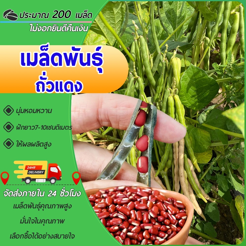 200เมล็ดพันธุ์ถั่วแดงเล็ก ปลูกง่าย ให้ผลผลิตดี เหมาะสำหรับทำขนมและอาหารเพื่อสุขภาพ