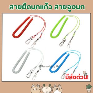 สายยืดนกแก้ว สายจูงนก