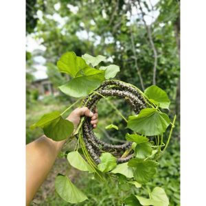 บอระเพ็ด 1 เมตร ตัดสดส่งด่วน