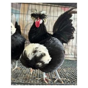 ไข่เชื้อ✅ ไก่โปแลนด์ คละสี สำหรับฟักในตู้ฟัก แพ็คละ 1ใบ