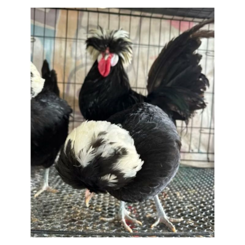 ไข่เชื้อ✅ ไก่โปแลนด์ คละสี สำหรับฟักในตู้ฟัก แพ็คละ 1ใบ