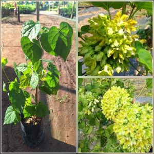 ต้นสลิด ขจร พันธุ์เกษตร ออกดอกใหญ่ ดอกดกทั้งปี พร้อมปลูก