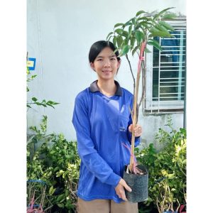 #ต้นลิ้นจี่ค่อม ต้นเตี้ย ติดผลเร็วดกหนา รสหวานกรอบ ของดีจังหวัดสมุทรสงคราม กิ่งตอนสูงราว70-80เซน