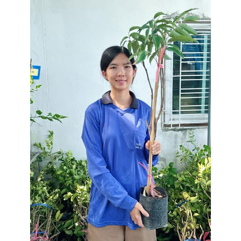#ต้นลิ้นจี่ค่อม ต้นเตี้ย ติดผลเร็วดกหนา รสหวานกรอบ ของดีจังหวัดสมุทรสงคราม กิ่งตอนสูงราว70-80เซน