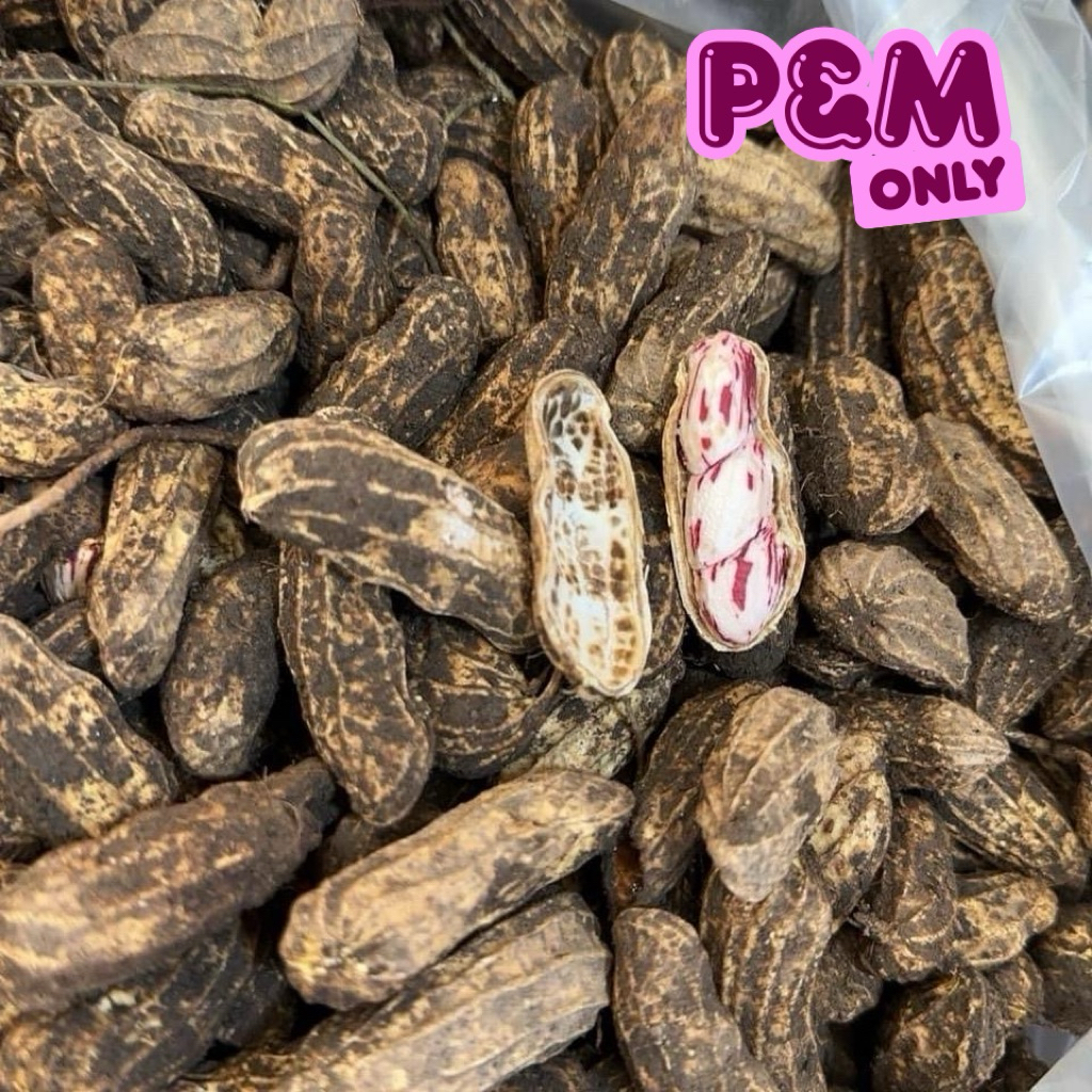 ถั่วดิบ ลายเสือ 1กิโลกรัม ถั่วดิบถอนใหม่คัดภายนอกก่อนส่งและร่อนดินให้ด้วย