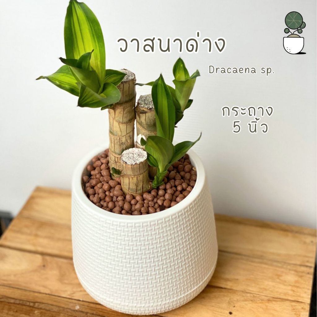 ต้นวาสนาด่าง พร้อมกระถาง 5 นิ้ว ต้นไม้มงคล ต้นไม้ตั้งในบ้าน ไม้เลี้ยงง่าย ฟอกอากาศ