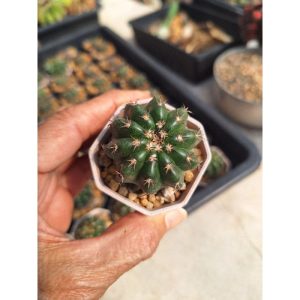 ดิสโก้ ไฮบริด ดอกสีขาวหอมมาก บานตอนกลางคืน ขนาดกระถาง 2 นิ้ว ส่งทั้งกระถาง