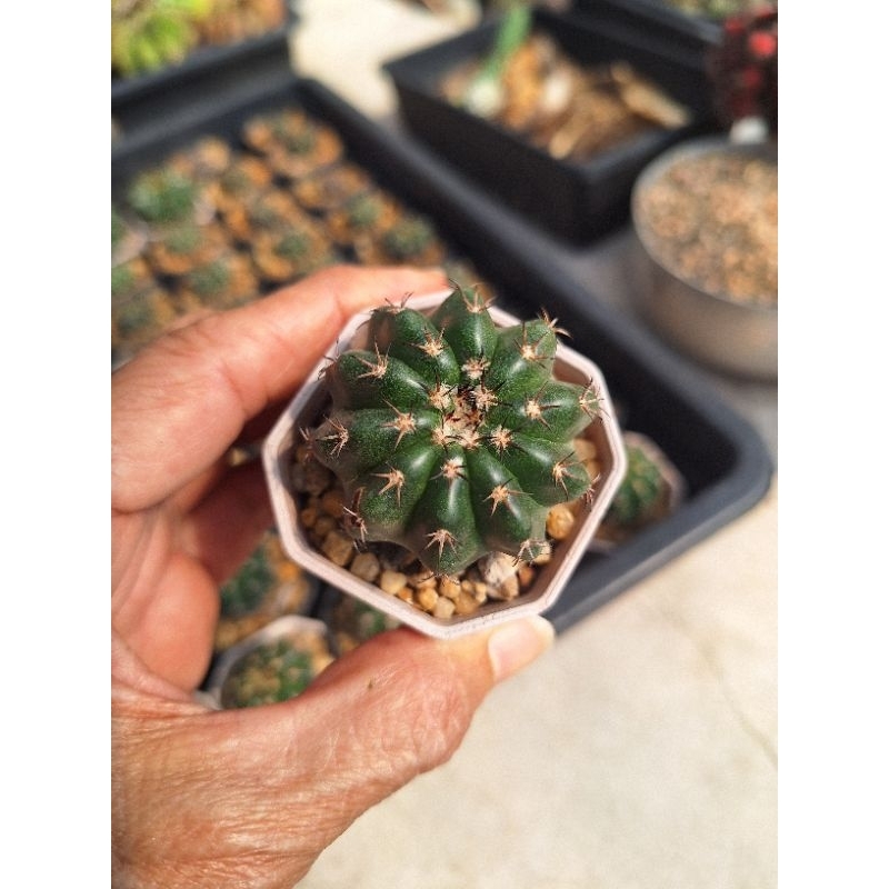 ดิสโก้ ไฮบริด ดอกสีขาวหอมมาก บานตอนกลางคืน ขนาดกระถาง 2 นิ้ว ส่งทั้งกระถาง