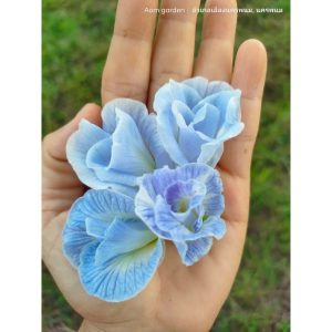 ต้นอัญสีฟ้าพาสเทล ฟ้าสดใส ดอกไม้กินได้ ต้นอัญชัน