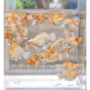 อาหารปลาบอลลูนซากุระคาราเมล/ Molly Balloon  Sakura Caramel