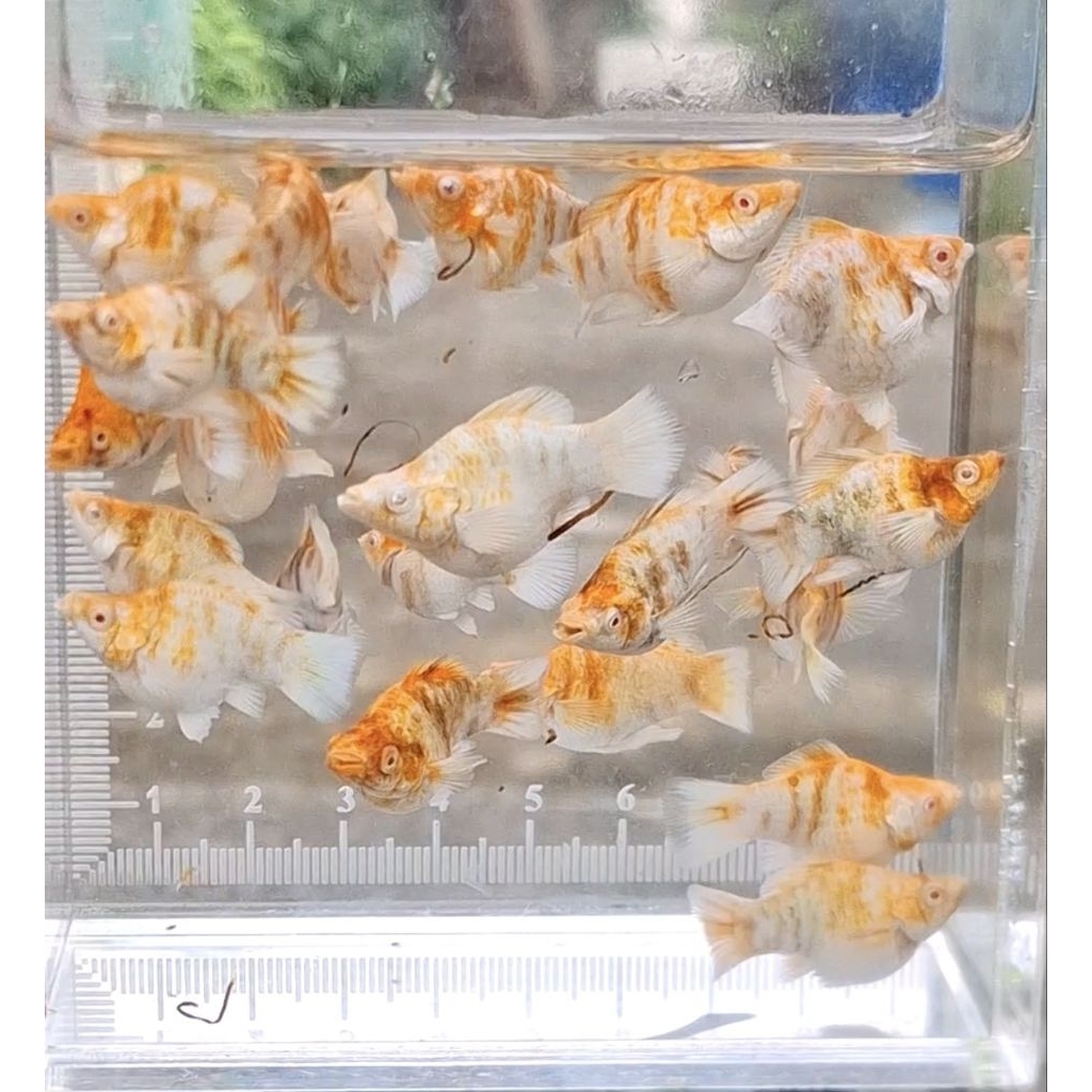 อาหารปลาบอลลูนซากุระคาราเมล/ Molly Balloon  Sakura Caramel