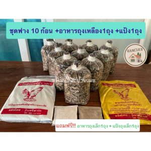 เชื้อเห็ดฟาง ชุด 10 ก้อน+อาหารถุงเหลือง1+แป้งถุงใหญ่1 แถมฟรี!! อาหารถุงเล็ก1ถุง+แป้งถุงเล็ก1ถุง