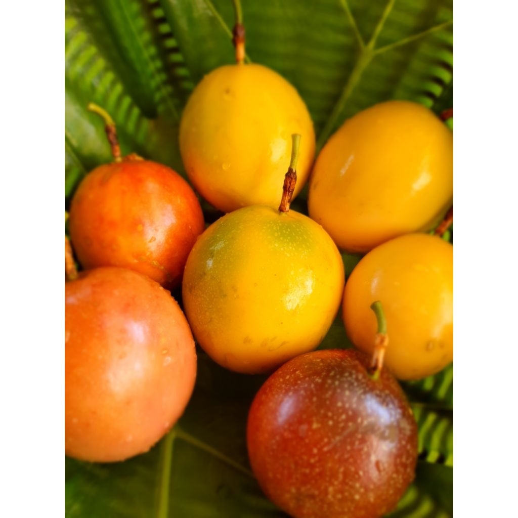 เสาวรส คละสี คละไซด์ 1KG รสชาติเปรี้ยวหวาน