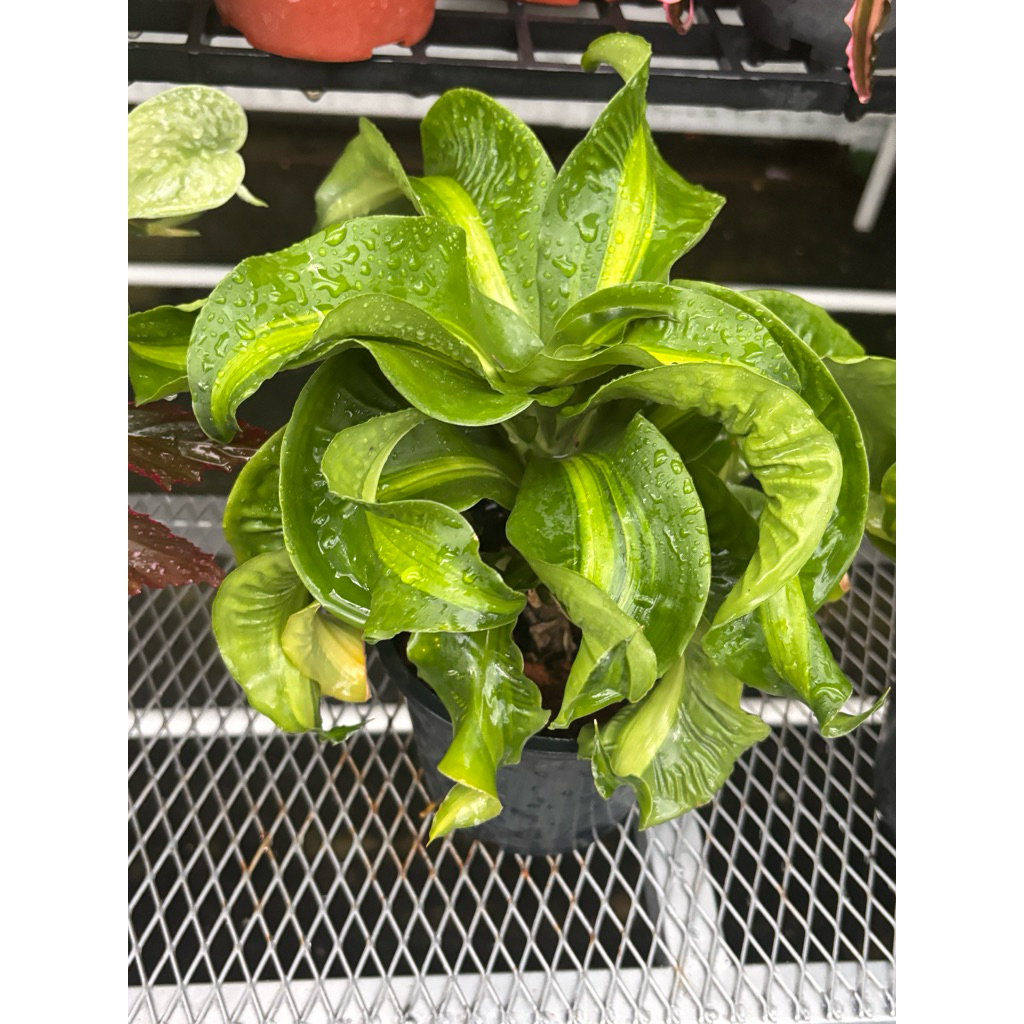 #ต้นวาสนากอบทรัพย์ หรือ #วาสนาเขาแกะ เป็นชื่อเรียก #ต้นไม้มงคล ชนิดหนึ่ง