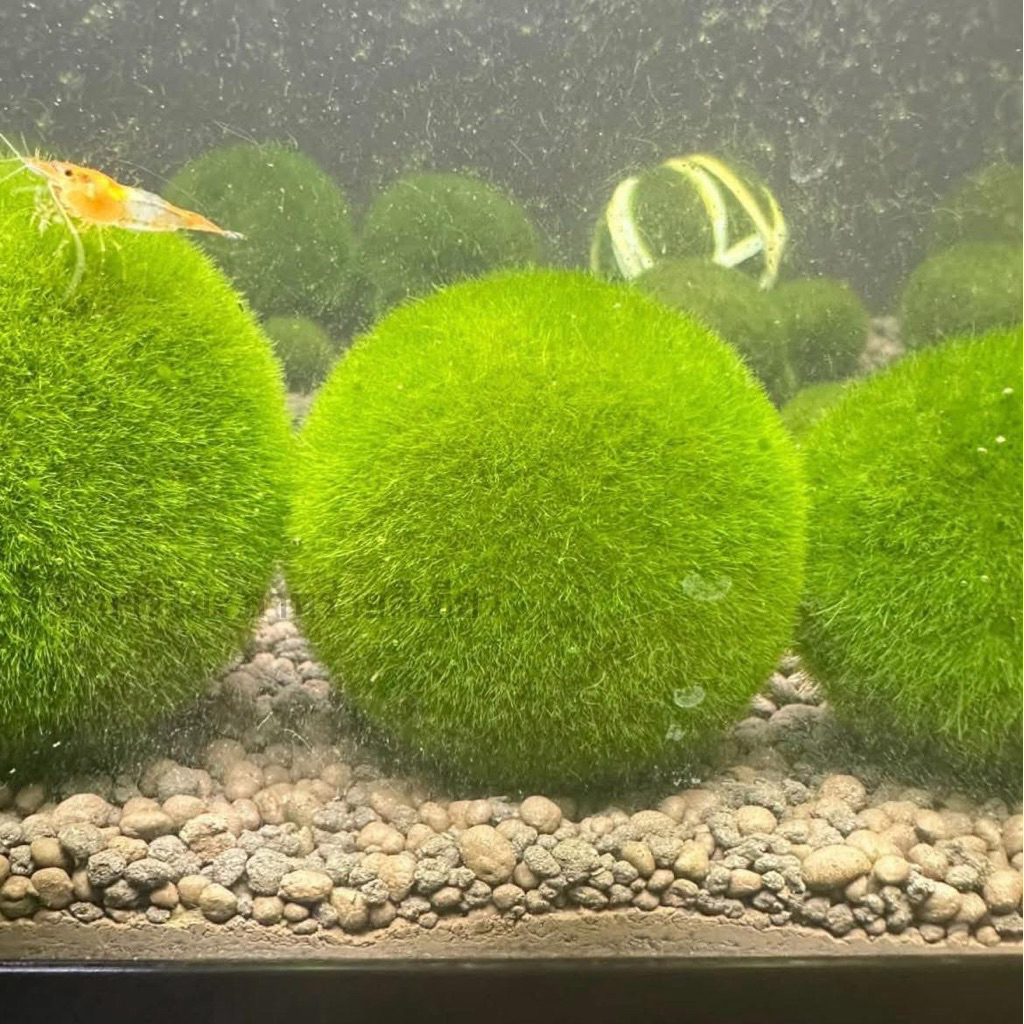 มาริโมะ 0.6 (ซื้อ5ลูกเเถมปุ๋ยอาหาร) ญี่ปุ่น มีของพร้อมส่ง