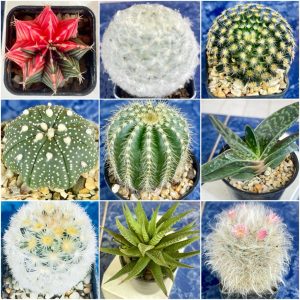 10แถม1  แคคตัส|กระบองเพชร  ส่งทั้งกระถาง