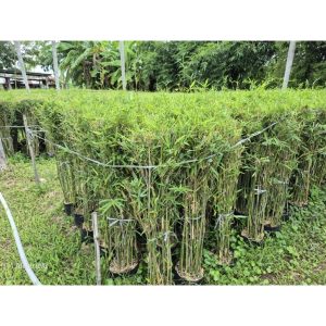 แพ็ค 5 ต้น ไผ่หลอดจีน Neohouzeaua mekongensis ขนาดความสูง 1 เมตร