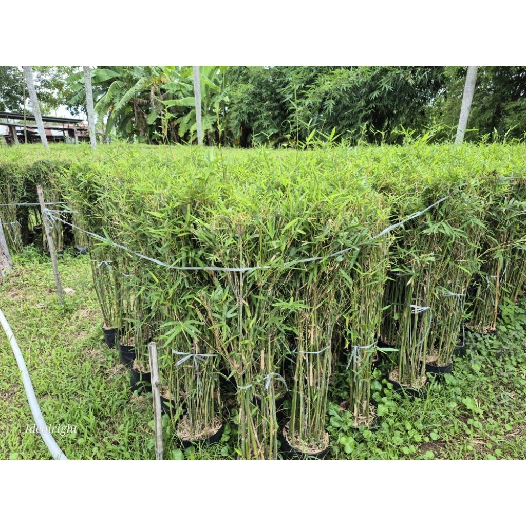 แพ็ค 5 ต้น ไผ่หลอดจีน Neohouzeaua mekongensis ขนาดความสูง 1 เมตร