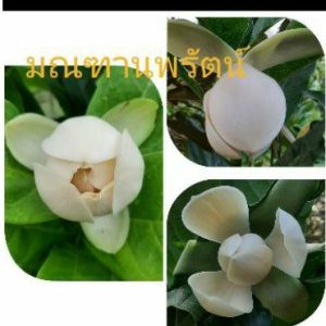 ต้นมณฑานพรัตน์อยู่ในกลุ่มแมกโนเลียไทยลูกผสมระหว่างยี่หุบกับมณฑาภู มีดอกหอมออกดอกง่ายตลอดปี ต้นที่ขายพร้อมปลูกพร้อมออกดอก