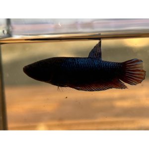 หม้อมาเลย์เพศเมียพร้อมรัด