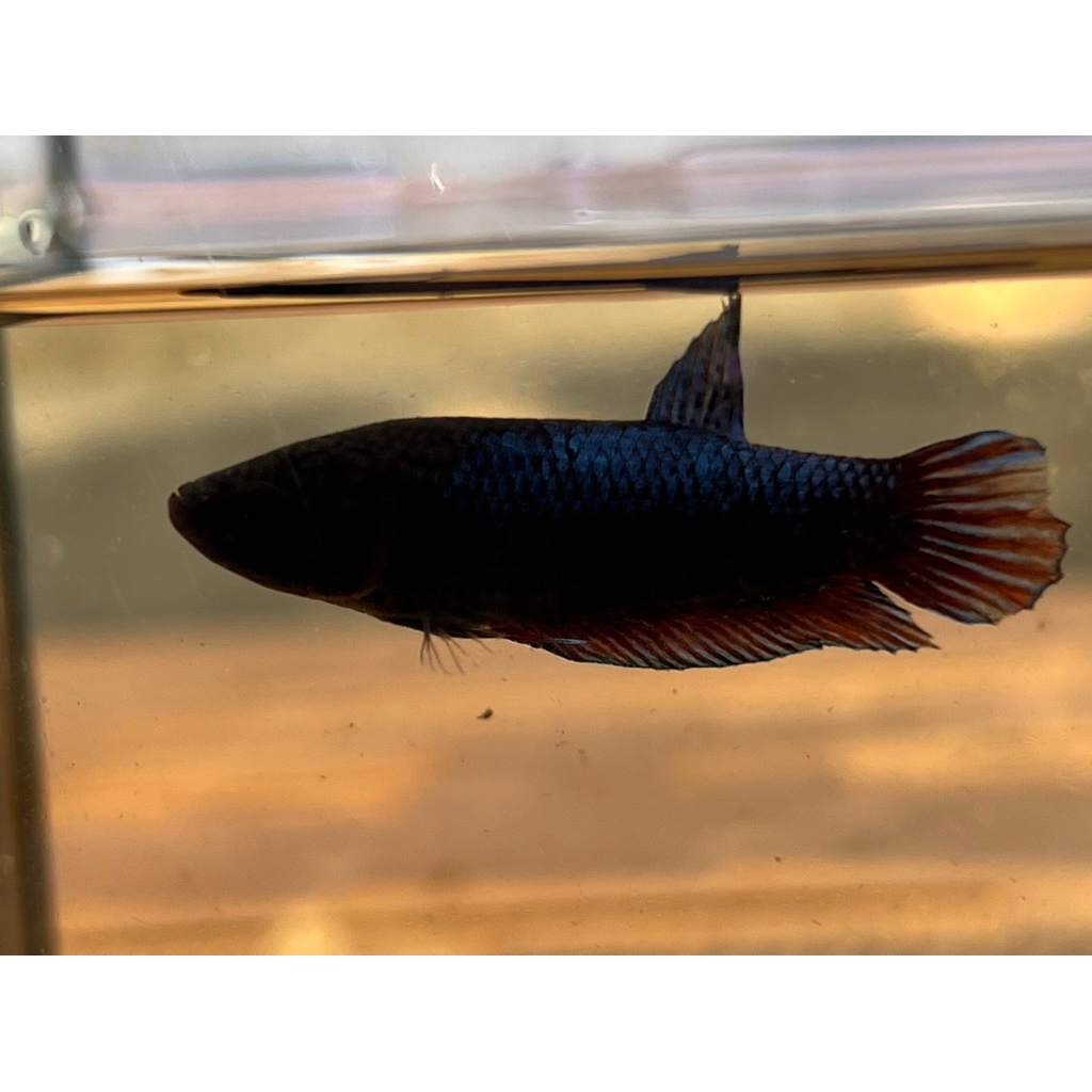 หม้อมาเลย์เพศเมียพร้อมรัด