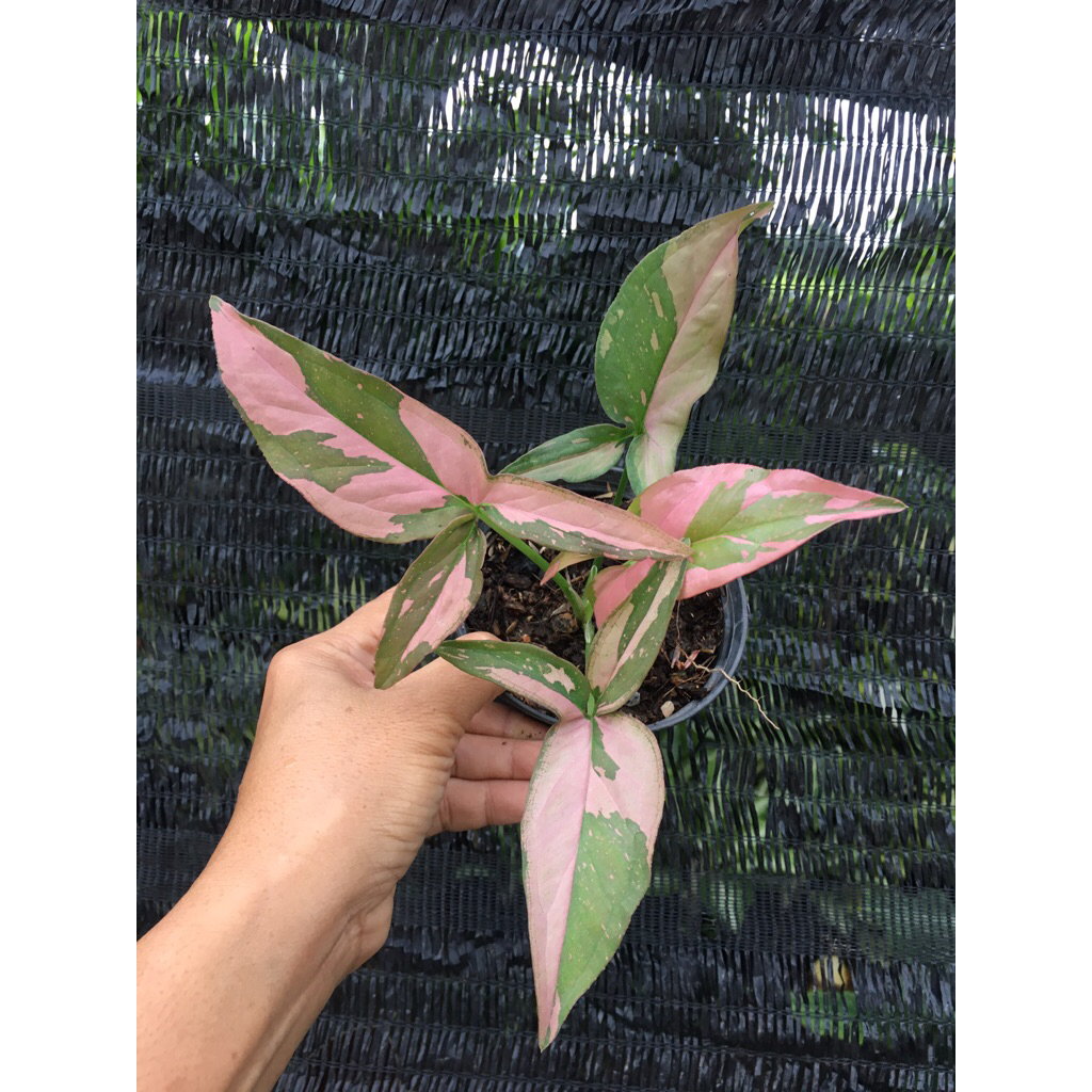 ต้นเงินไหลมาด่างชมพู (syngonnium pink splash)